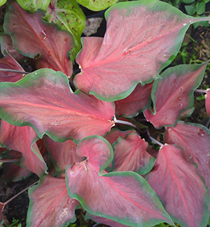 Red Frill